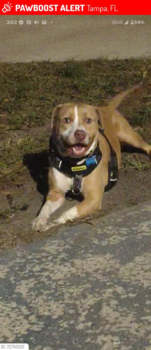 Lost Male Dog last seen Busch, commerce, Tampa, FL 33612