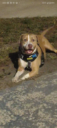 Lost Male Dog last seen Busch, commerce, Tampa, FL 33612