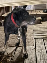 Found/Stray Male Dog last seen Marche rd , North Little Rock, AR 72113