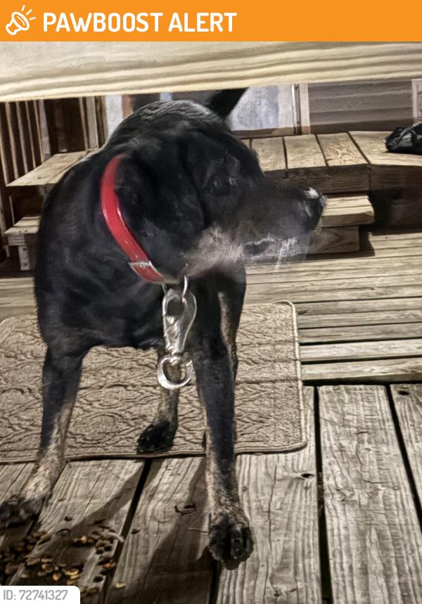 Found/Stray Male Dog last seen Marche rd , North Little Rock, AR 72113