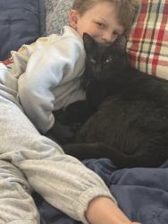 Lost Male Cat last seen Twin view and frick near the old school hse , Sequim, WA 98382