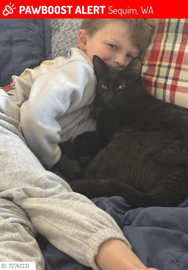 Lost Male Cat last seen Twin view and frick near the old school hse , Sequim, WA 98382