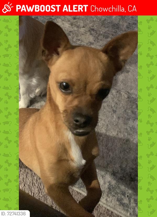 Lost Female Dog last seen  Road 15 and Highway 152, Chowchilla, CA 93610