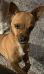 Lost Female Dog last seen  Road 15 and Highway 152, Chowchilla, CA 93610