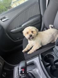 Lost Male Dog last seen Lake Joy ests , Warner Robins, GA 31088