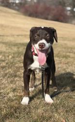 Lost Male Dog last seen Pines and grace, Spokane Valley, WA 99216