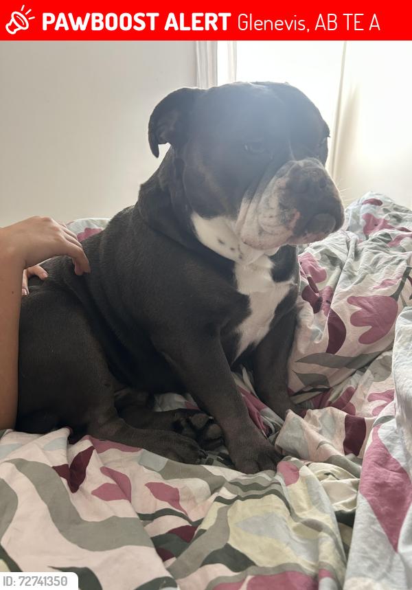 Lost Male Dog last seen Alexis reserve, near Glenevis, Ross Haven, Glenevis, AB T0E 0A7
