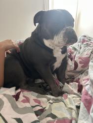 Lost Male Dog last seen Alexis reserve, near Glenevis, Ross Haven, Glenevis, AB T0E 0A7
