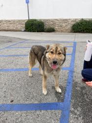 Found/Stray Female Dog last seen On cactus and baseline., Rialto, CA 92376