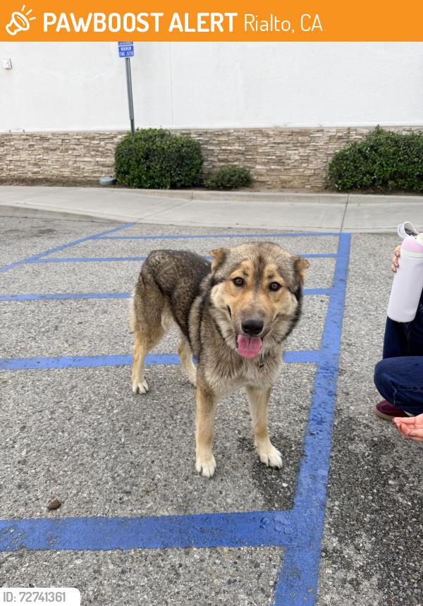 Found/Stray Female Dog last seen On cactus and baseline., Rialto, CA 92376