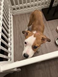 Found/Stray Female Dog last seen Torrey Pines and Charleston, Las Vegas, NV 89146