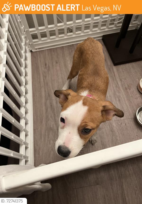 Found/Stray Female Dog last seen Torrey Pines and Charleston, Las Vegas, NV 89146