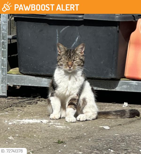 Found/Stray Male Cat last seen Horfield/lockleaze , Bristol City, England BS7 0LQ