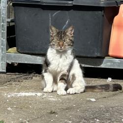 Found/Stray Male Cat last seen Horfield/lockleaze , Bristol City, England BS7 0LQ