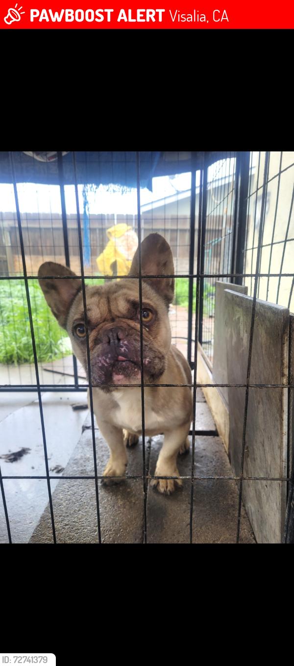 Lost Male Dog last seen Lindwood or akers, Visalia, CA 93277
