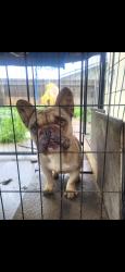 Lost Male Dog last seen Lindwood or akers, Visalia, CA 93277
