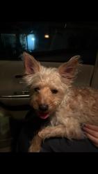Found/Stray Male Dog last seen Vintage Park, Sacramento, Sacramento, CA 95829