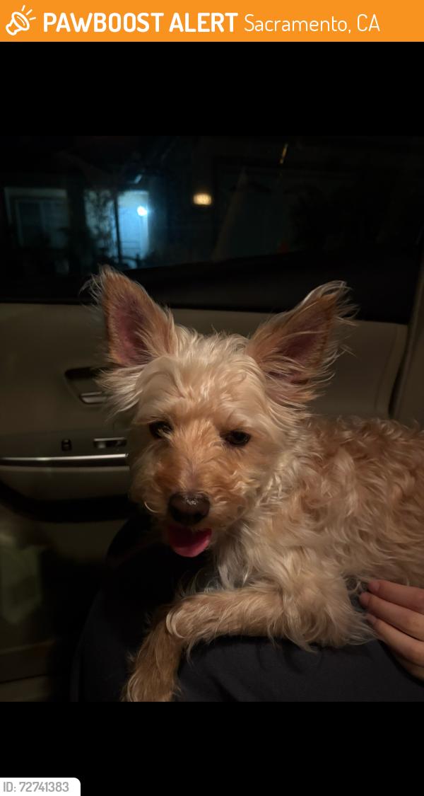 Found/Stray Male Dog last seen Vintage Park, Sacramento, Sacramento, CA 95829