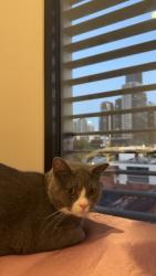 Lost Male Cat last seen Roden street, Carlton North, VIC 3003