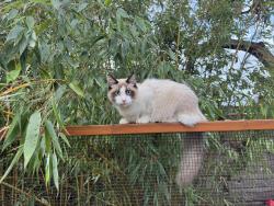 Lost Male Cat last seen Madrona Park, Seattle, WA 98122