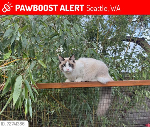 Lost Male Cat last seen Madrona Park, Seattle, WA 98122
