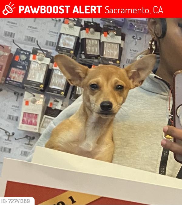 Lost Male Dog last seen Rio linda blvd, Sacramento, CA 95815
