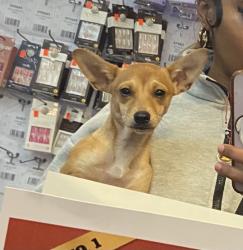 Lost Male Dog last seen Rio linda blvd, Sacramento, CA 95815