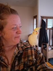 Lost Male Bird last seen Novel street, Main Street, Blackburn, VIC 3130
