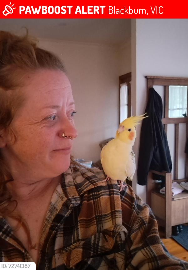 Lost Male Bird last seen Novel street, Main Street, Blackburn, VIC 3130