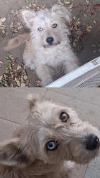 Lost Female Dog last seen Near Noble Ave, North Hills, CA 91343 United States, Los Angeles, CA 91343
