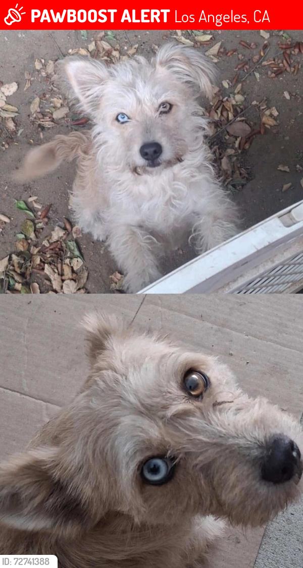 Lost Female Dog last seen Near Noble Ave, North Hills, CA 91343 United States, Los Angeles, CA 91343