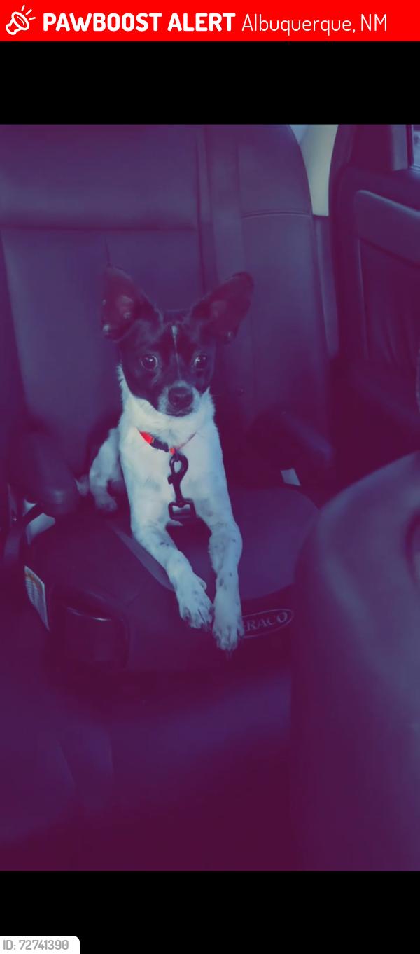 Lost Male Dog last seen Near San Clemente , Albuquerque, NM 87107