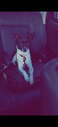 Lost Male Dog last seen Near San Clemente , Albuquerque, NM 87107