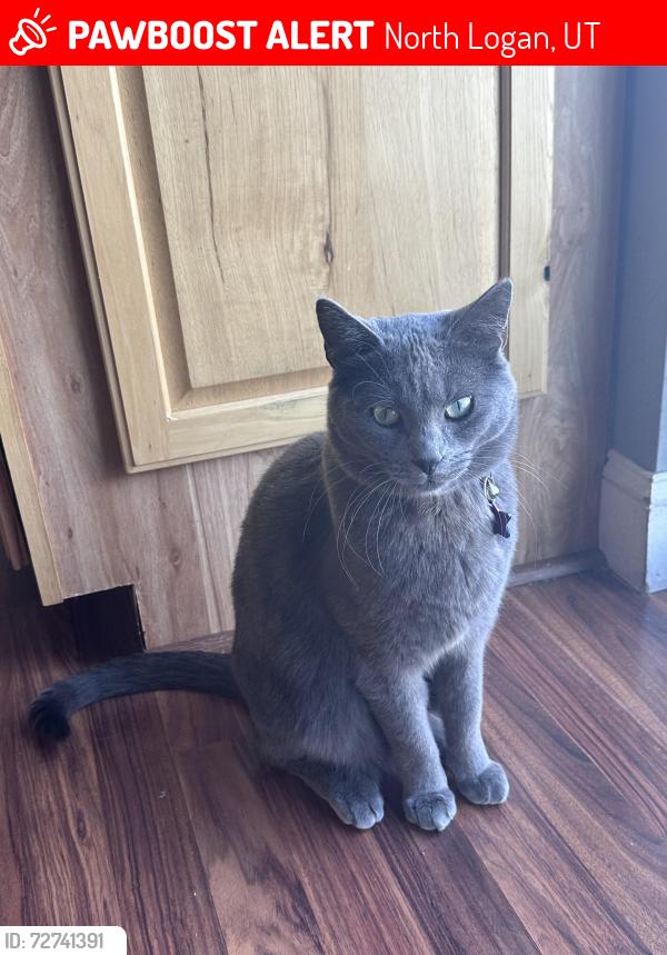Lost Male Cat last seen Near N 370 E, North Logan, UT 84341