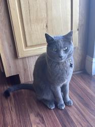 Lost Male Cat last seen Near N 370 E, North Logan, UT 84341