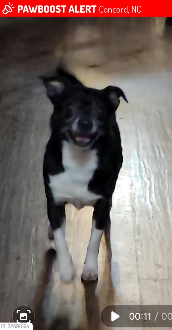 Lost Male Dog last seen Kellybrook  dr, Concord, NC 28025