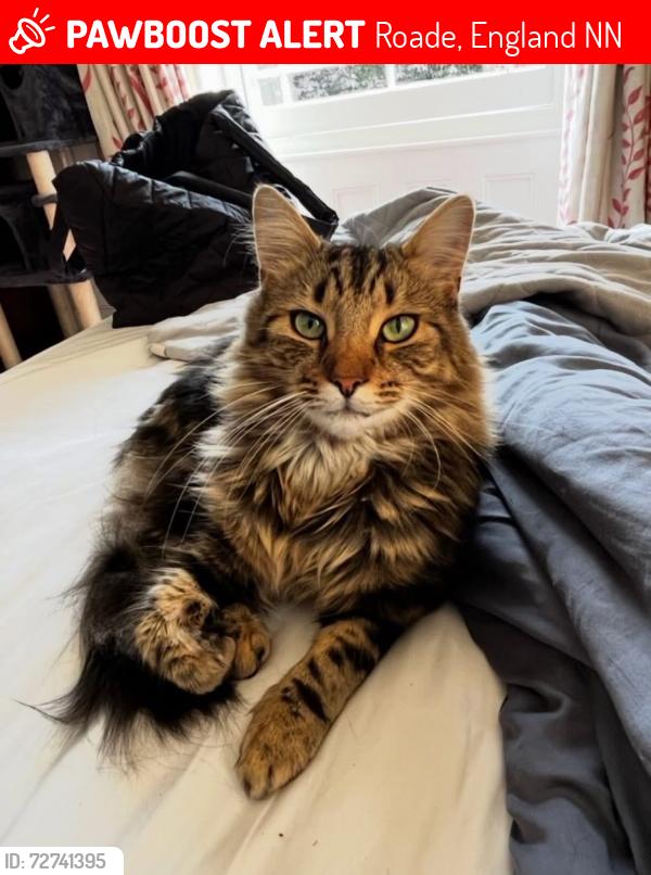Lost Male Cat last seen Northampton Road, Roade, England NN7