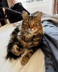 Lost Male Cat last seen Northampton Road, Roade, England NN7