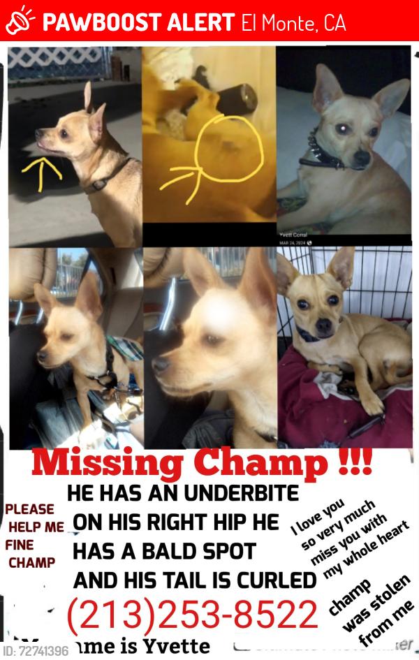 Lost Male Dog last seen Finevaiw Peck St , El Monte, CA 91731
