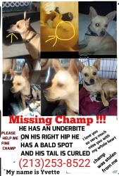 Lost Male Dog last seen Finevaiw Peck St , El Monte, CA 91731