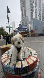 Lost Male Dog last seen Near san luis circle, Daly City, CA 94014