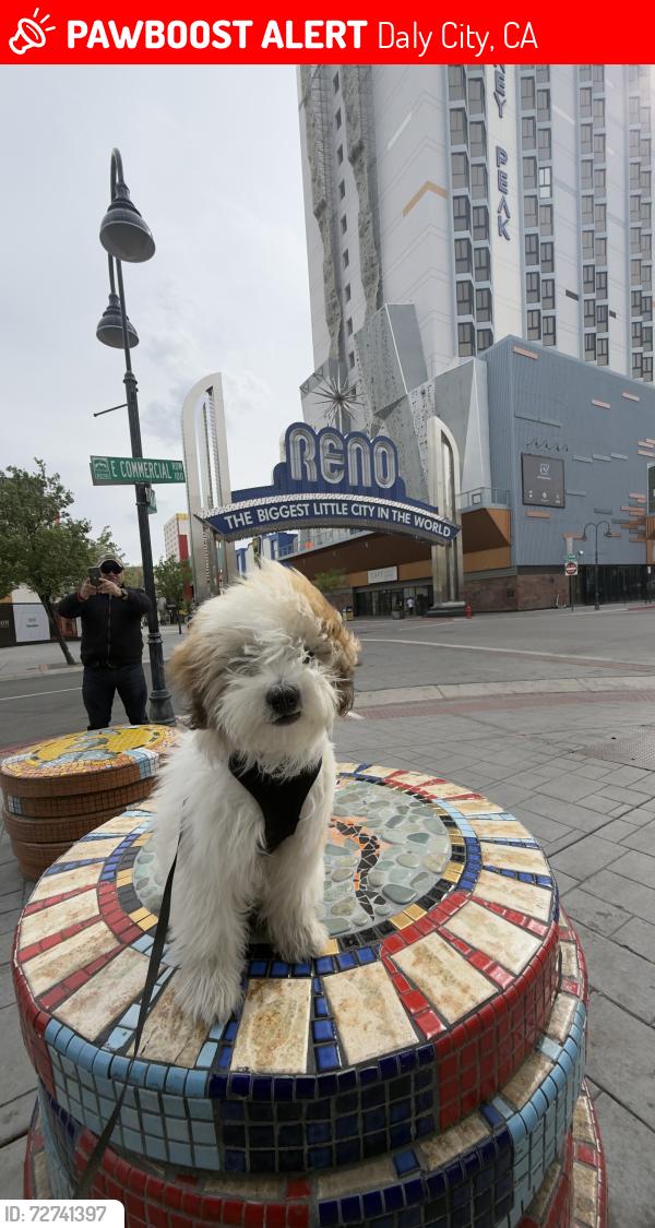 Lost Male Dog last seen Near san luis circle, Daly City, CA 94014