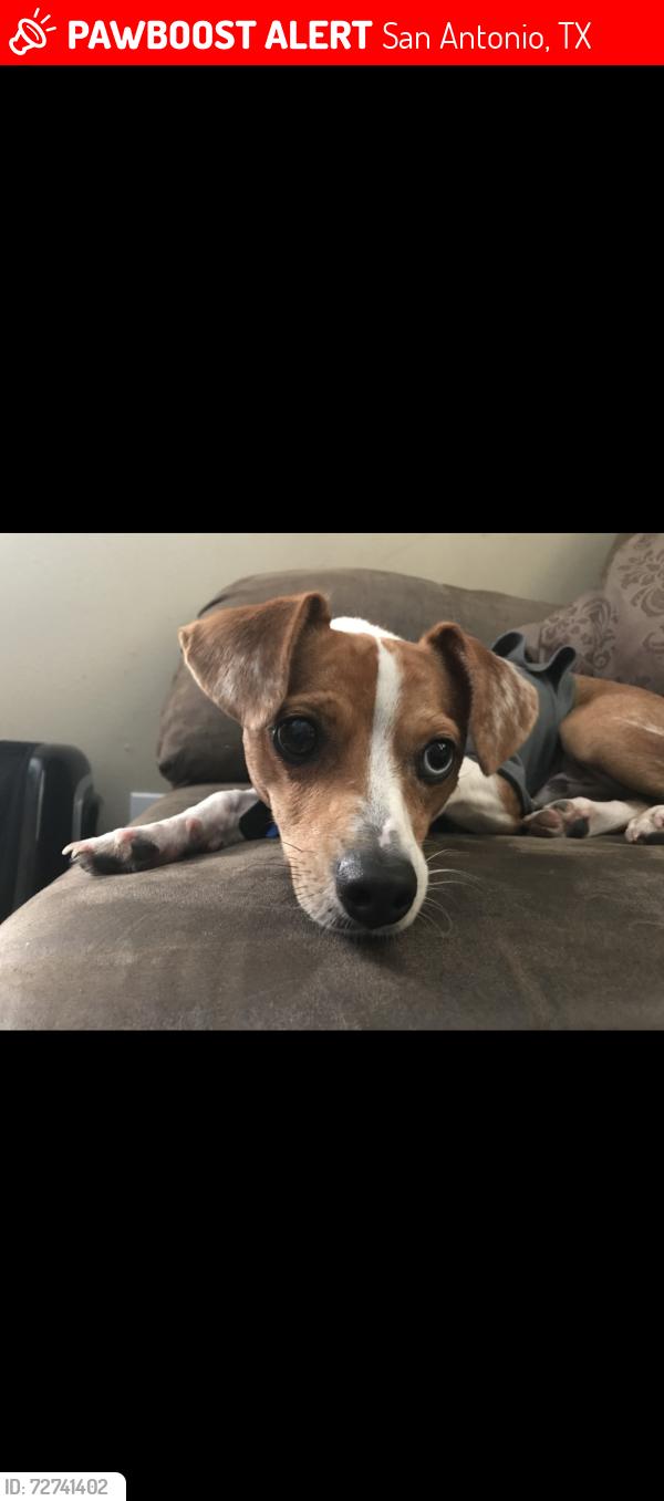 Lost Male Dog last seen Pleasanton and commercial, San Antonio, TX 78207