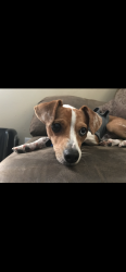 Lost Male Dog last seen Pleasanton and commercial, San Antonio, TX 78207