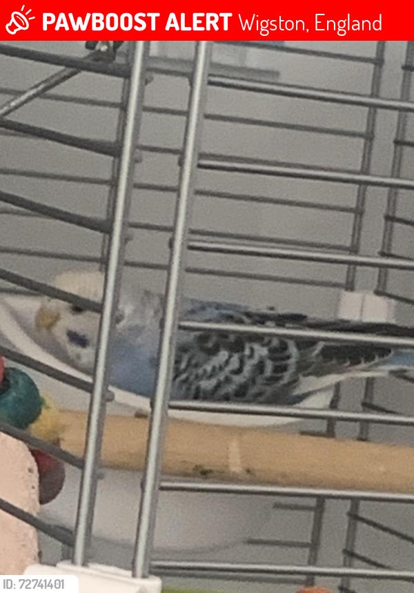 Lost Unknown Bird last seen Leiciester, Wigston, England 