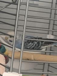Lost Unknown Bird last seen Leiciester, Wigston, England 