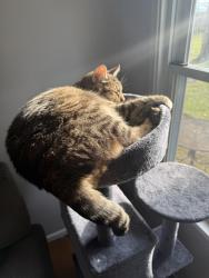 Lost Male Cat last seen W.58th & Wichita , Cleveland, OH 44144