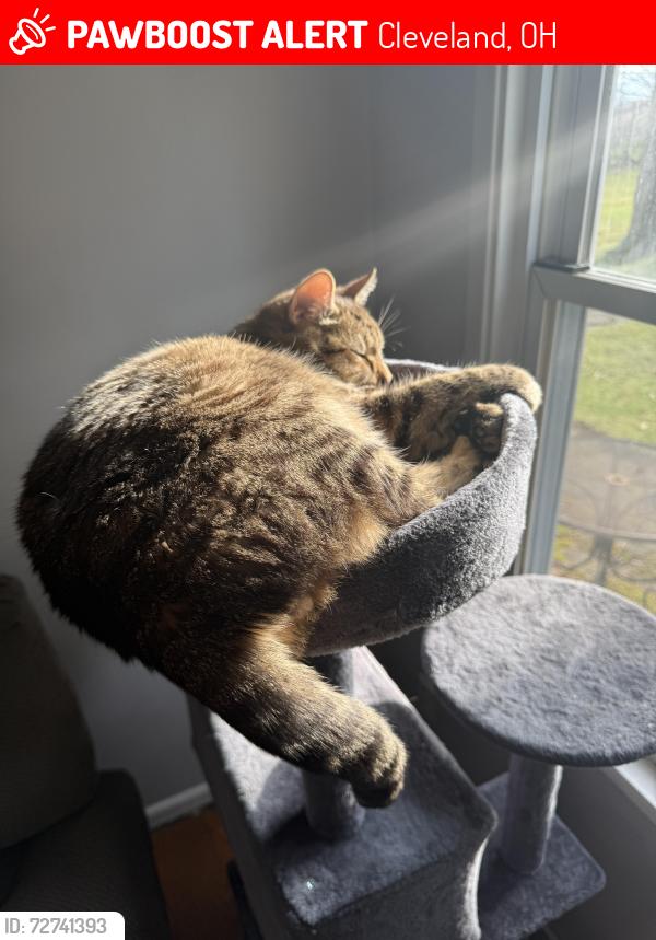 Lost Male Cat last seen W.58th & Wichita , Cleveland, OH 44144
