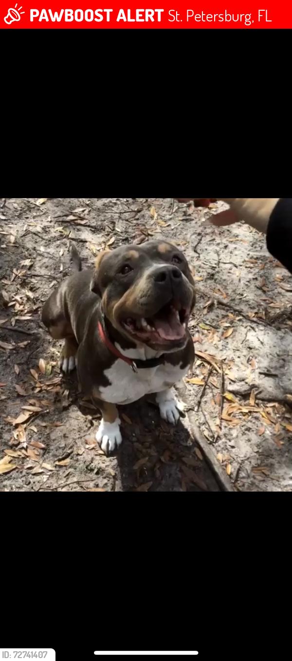 Lost Male Dog last seen Fire station off of 28th and 30 ave n , St. Petersburg, FL 33713
