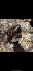 Lost Male Dog last seen Fire station off of 28th and 30 ave n , St. Petersburg, FL 33713